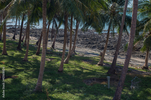 Coconut palm trees perspective view