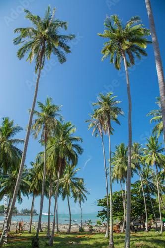 Coconut palm trees perspective view © Somprasong