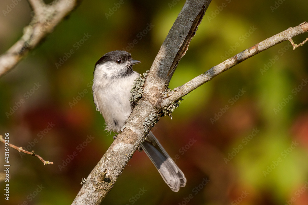 Naklejka premium Poecile montanus