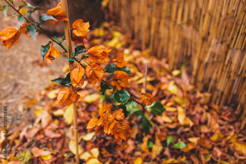 idyllic autumn backyard with lots of golden and red fallen leaves and beautiful orange bougainvillea plants with flowers, cosy fall vibes
