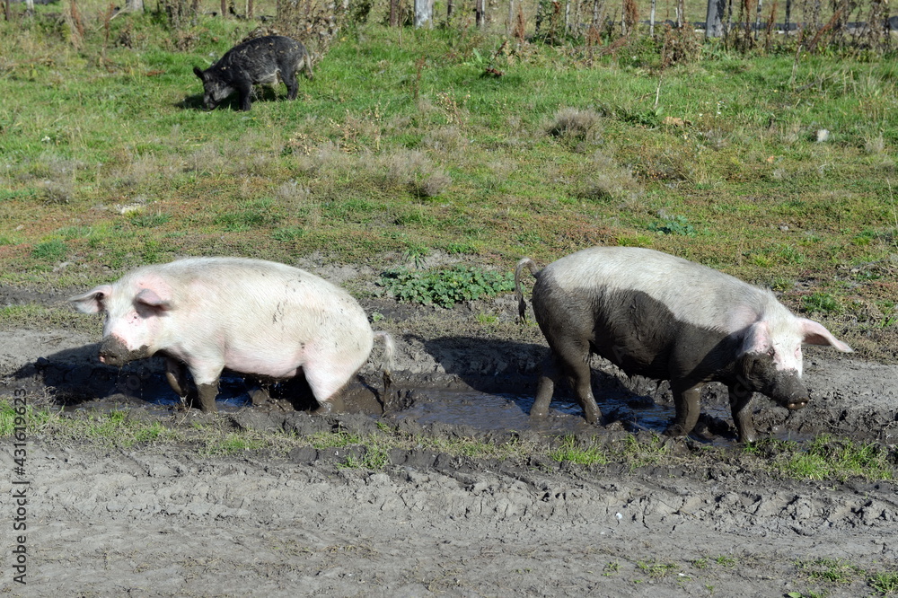 Pigs in the vicinity of the taiga village of Generalka of the Altai Territory Pigs in the vicinity of the taiga village of Generalka of the Altai Territory