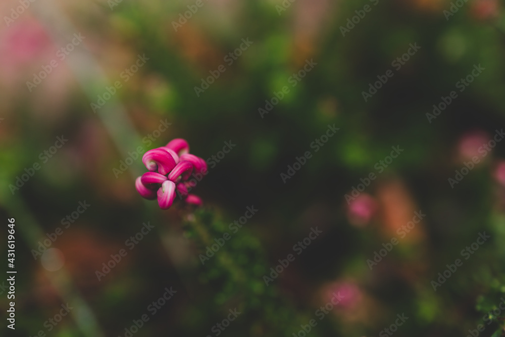 Obraz premium native Australian grevillea lanigera plant with red pink flower outdoor in sunny backyard