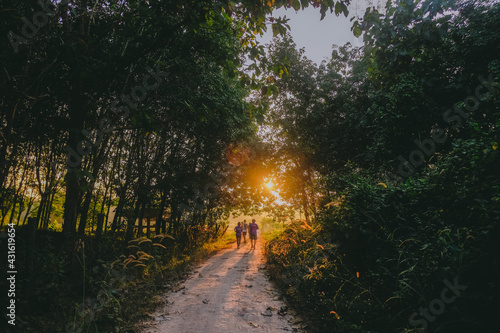 Forest path.