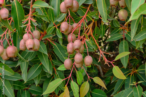 Gum Nuts come from Eucalyptus tree's and are native to Australia, and every state and territory has representative species. About three-quarters of Australian forests are eucalypt forests. Wildfire is photo
