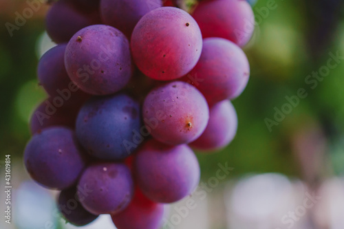 Wallpaper Mural Ripe grapes hanging on a branch between green leaves Torontodigital.ca