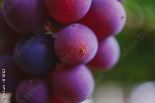 Wallpaper Mural Ripe grapes hanging on a branch between green leaves Torontodigital.ca
