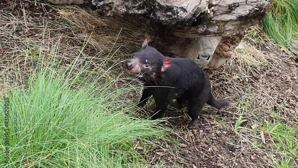 Tasmanian Devil walking through grass and sniffing the air Tasmanian Devil walking through grass and sniffing the air