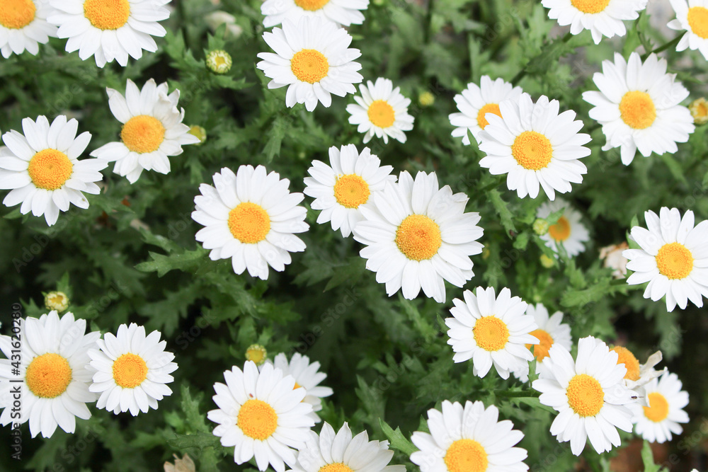 白い花の背景画像