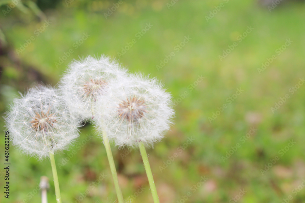 タンポポの綿毛