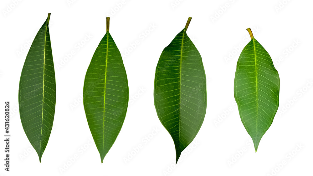 Obraz premium Dark green plumeria leaves white background