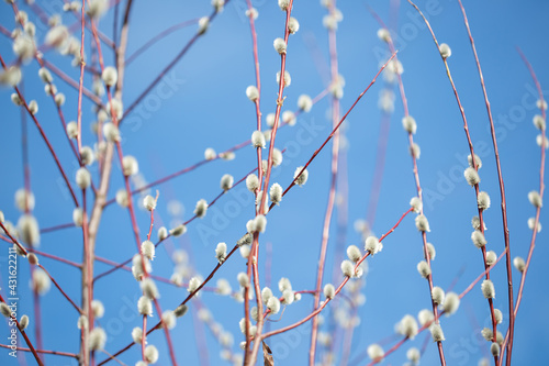 Fluffy branches of pussy willow blossomed in spring by Easter