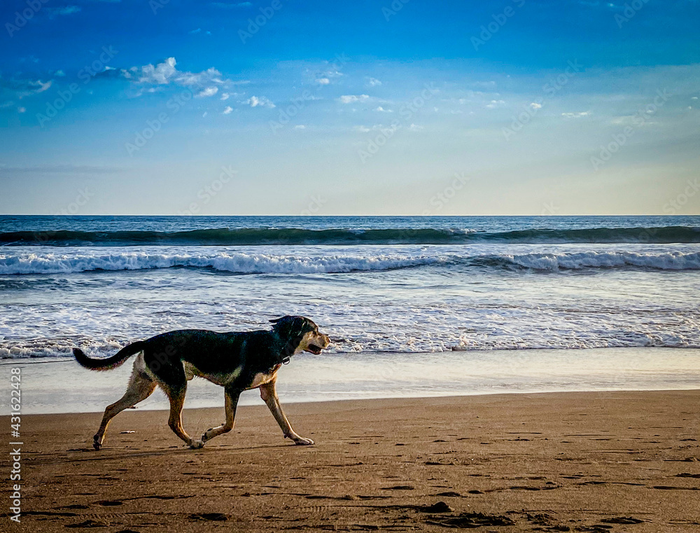 Perro paseandose por la Playa de costa rica Perro paseandose por la Playa de costa rica