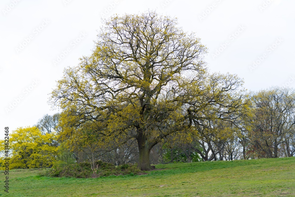 Obraz premium tree in the park