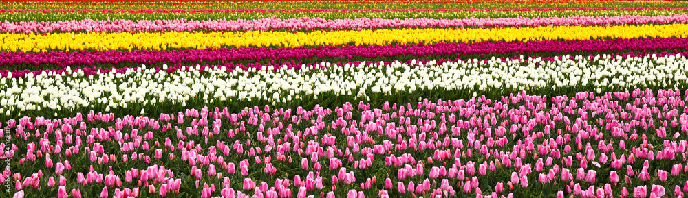 Field of tulips horizontal banner