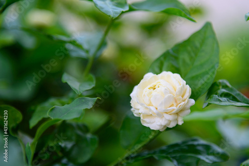 Closeup to a fresh jasmine in garden