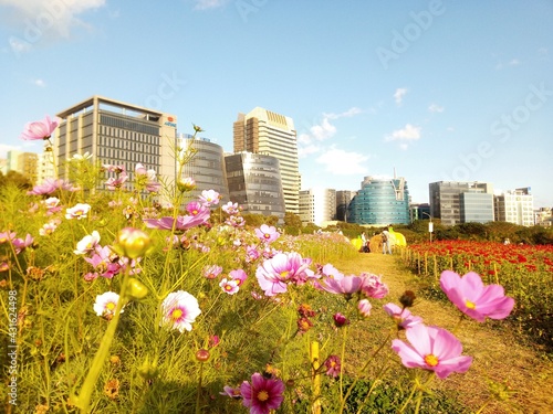 台湾のコスモスパークcosmos flowers in the city