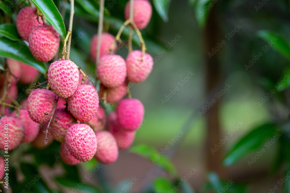 Close-up, Big Red Lychee, Lots Of Fruit. Green Leaf Lychee Tree In 