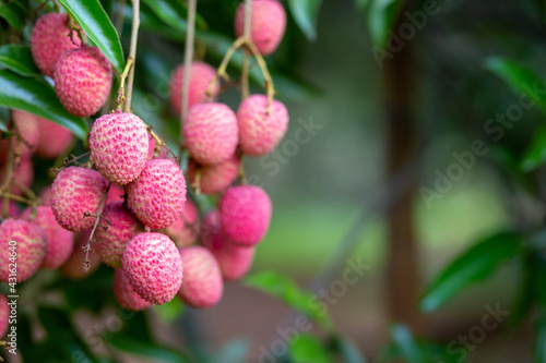 Close-up  big red lychee  lots of fruit. Green leaf lychee tree in agricultural garden Summer in Thailand is sweet.