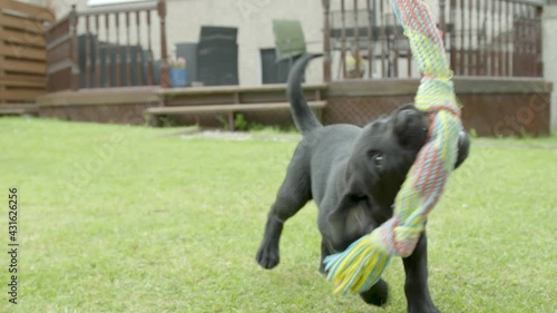 Small Black Labrador attacking a multi colored braided rope in a garden. Slow motion shot photo