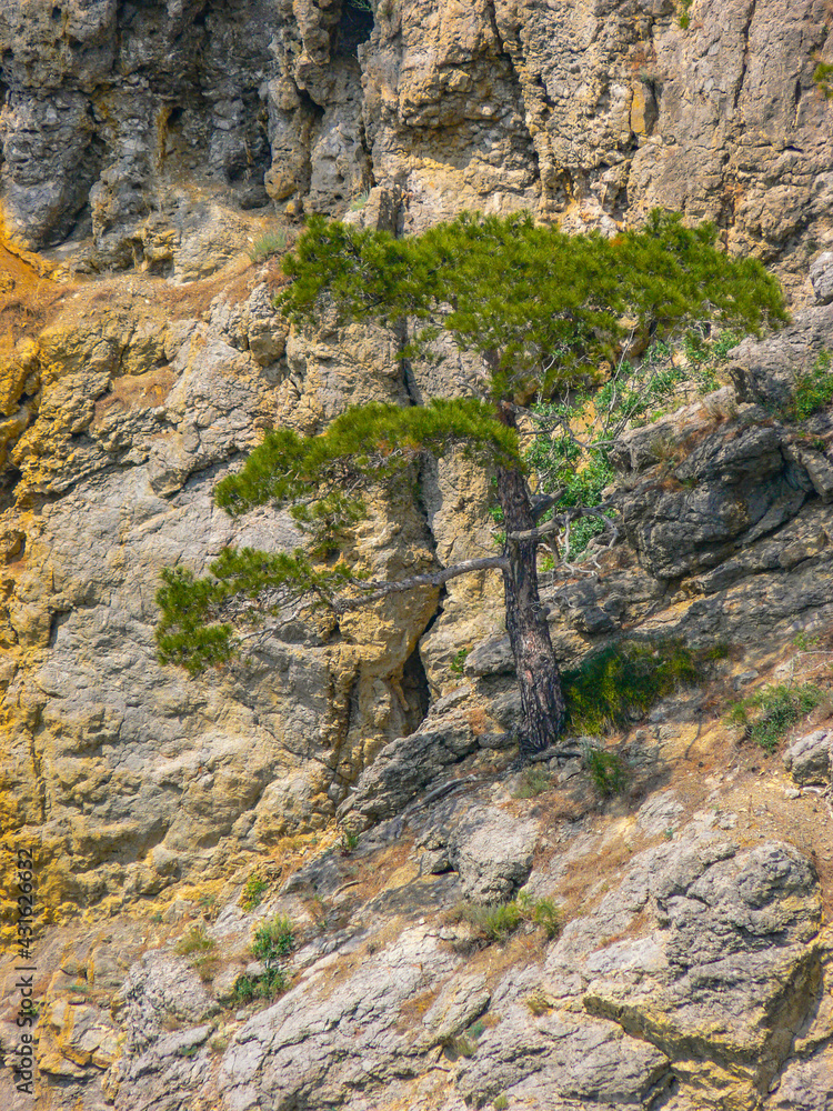 A pine tree growing in the rocks on a coast near Sudak town in Crimea