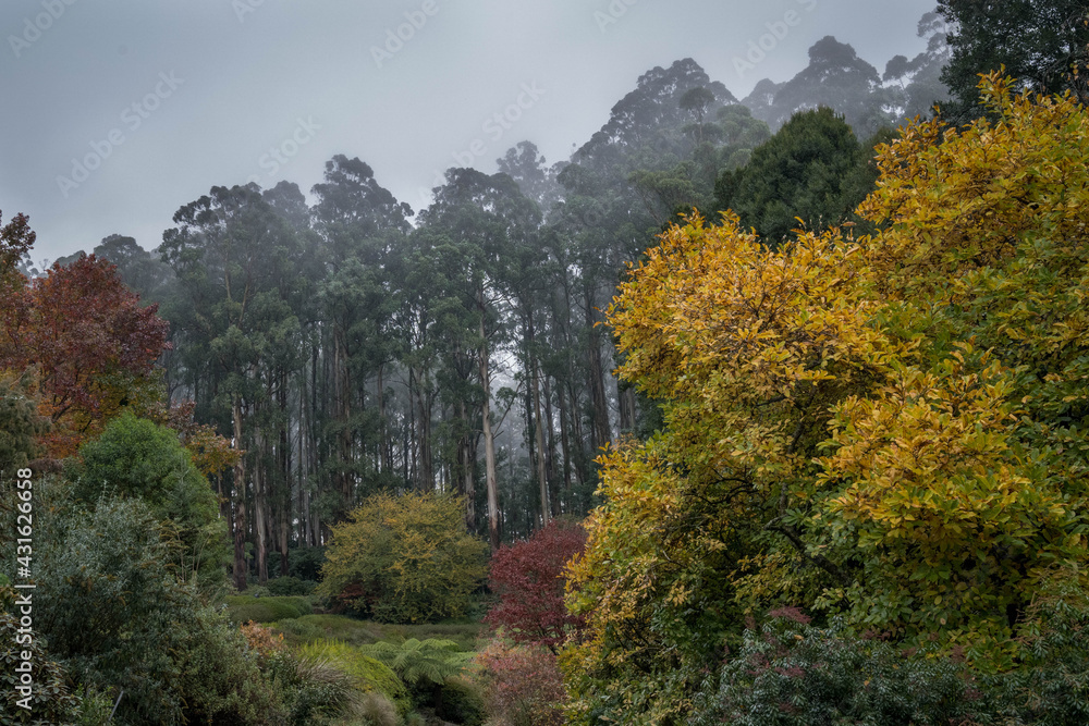 autumn forest in the mountains autumn forest in the mountains