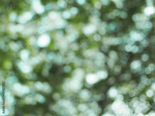 Several leaves were shining with light, making the image blurry.