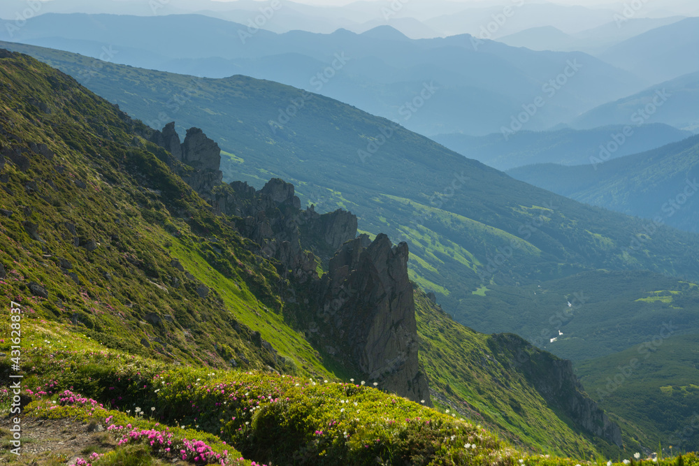 Obraz premium Beautiful summer landscapes of the Ukrainian Carpathian Mountains with blooming flowers, lakes and happy tourists