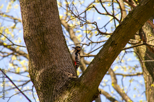 woodpecker on tree © Bohdan