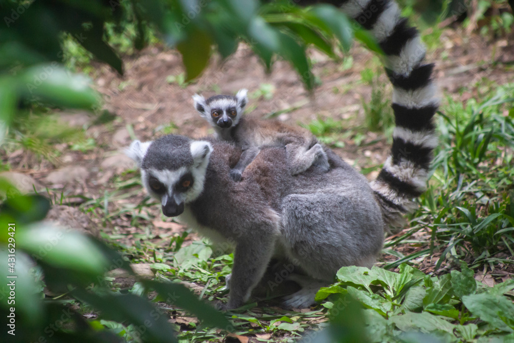 ring lemur ring lemur