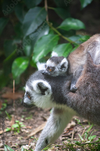 Fototapeta Naklejka Na Ścianę i Meble -  ring lemur