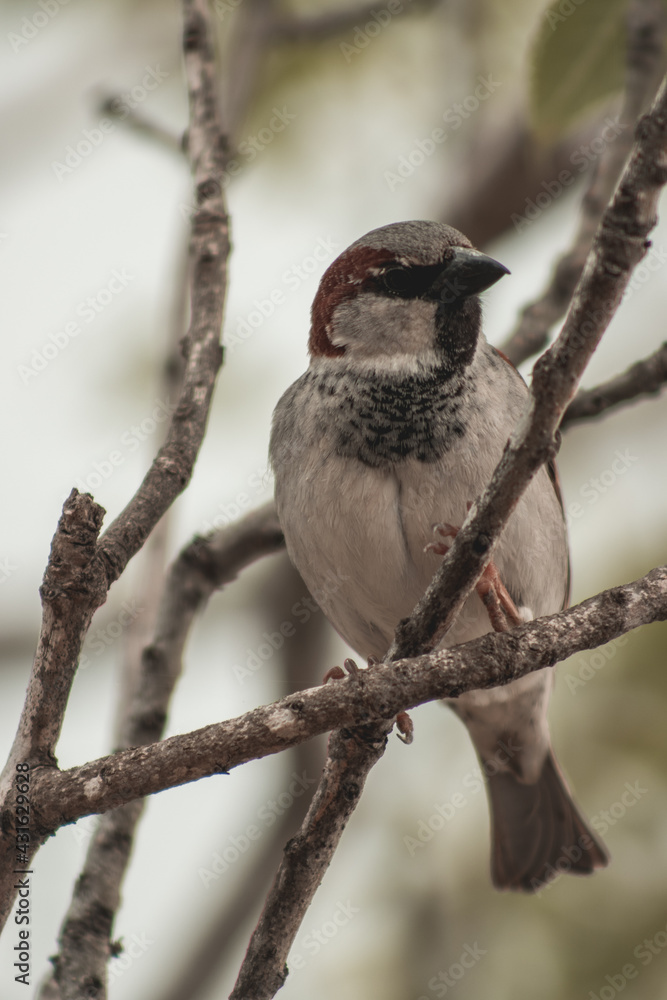 Fototapeta premium Gorrión del Sind