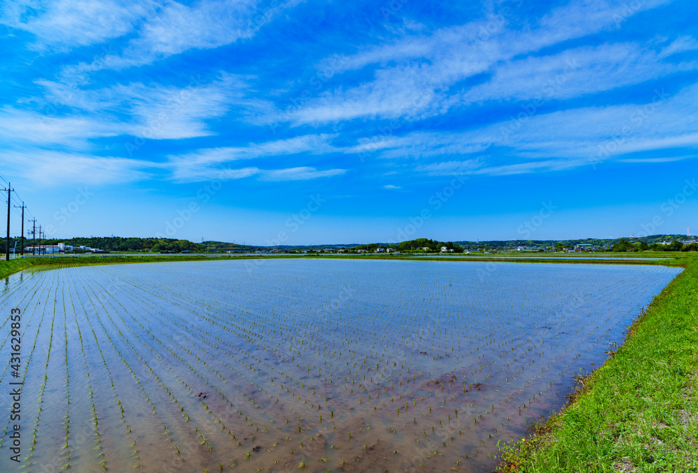 Landscape of Paddy field in Japan