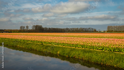 Tulpenfelder in Holland vor bewölktem Himmel