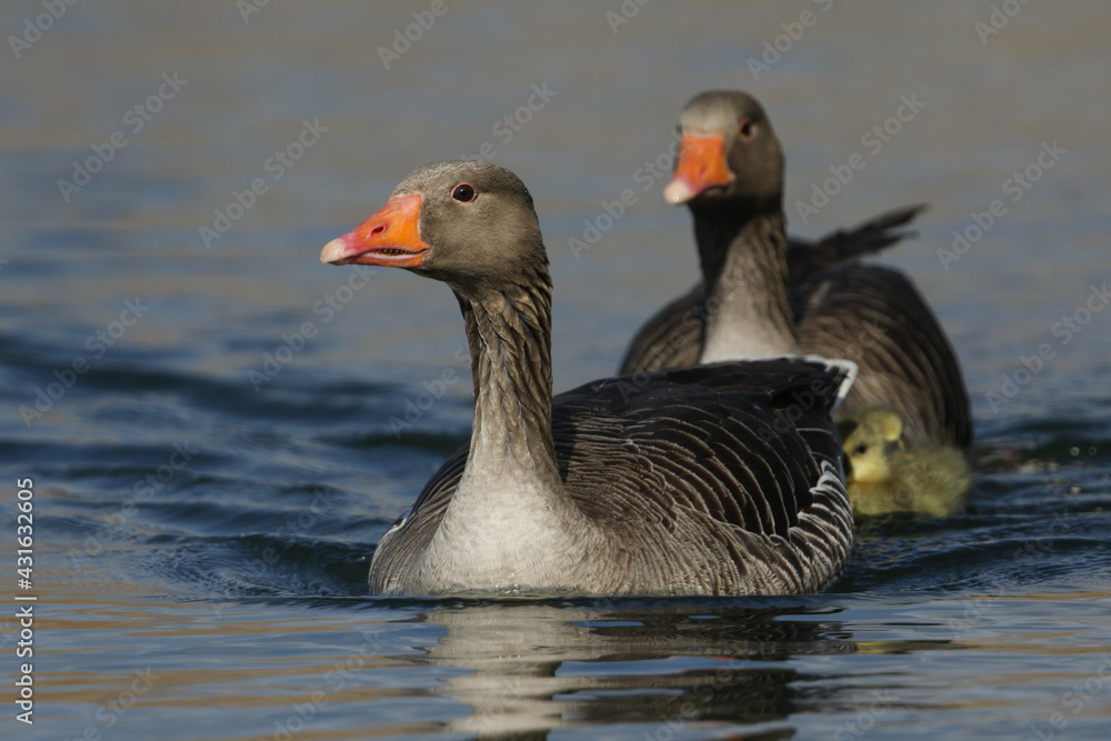 Two Greylag Geese, Anser anser, swimming on a lake with their cute babies. Two Greylag Geese, Anser anser, swimming on a lake with their cute babies.