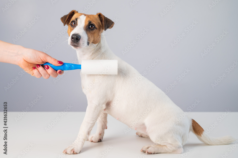 A woman uses a sticky roller to remove hair on a dog A woman uses a sticky roller to remove hair on a dog