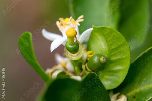 Wallpaper Mural Beautiful flower blossoming hibiscus flower and Lemon blossom  in macro close-up.  Torontodigital.ca