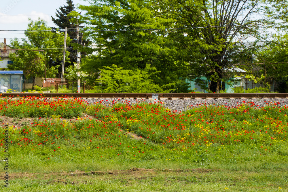 Rails view in Georgia, train road and station, lines and horizon with poppy and yellow flower
