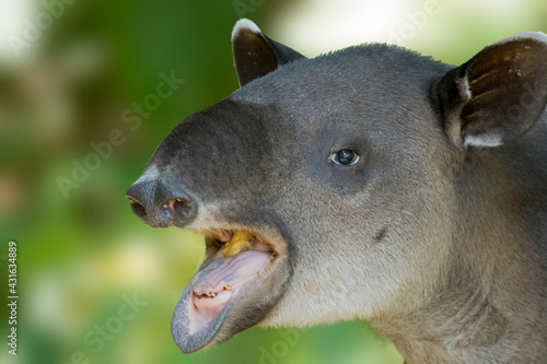 A gentle giant tapir eats mangos in the jungle edge photo