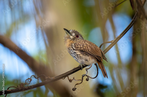 This puffbird is very recognizable with it's white whiskers and red eye