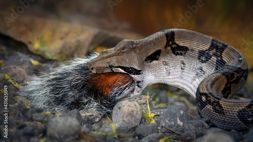 A medium size boa-constrictor snake swallows the tail as the last bit of a squirrel meal.