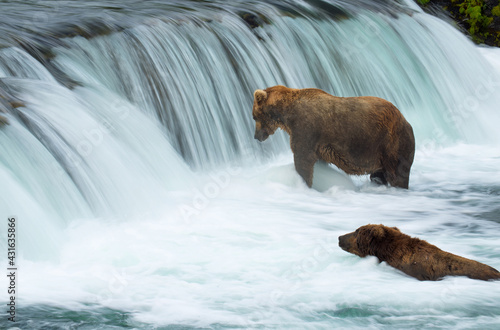 Brown bears (Ursus arctos) fishing in Katmai at a waterfall                                                                              