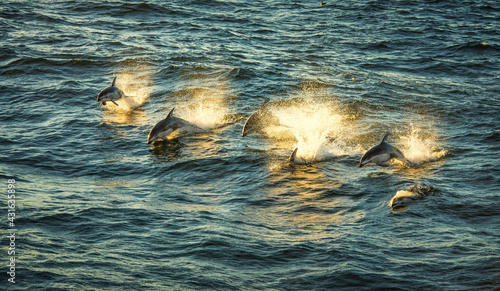 Pacific whitesided dolphins at sunset (Lagenorhynchus obliquidens) photo