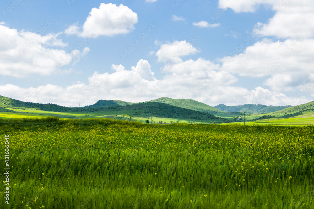 Green valley and field, springtime landscape
