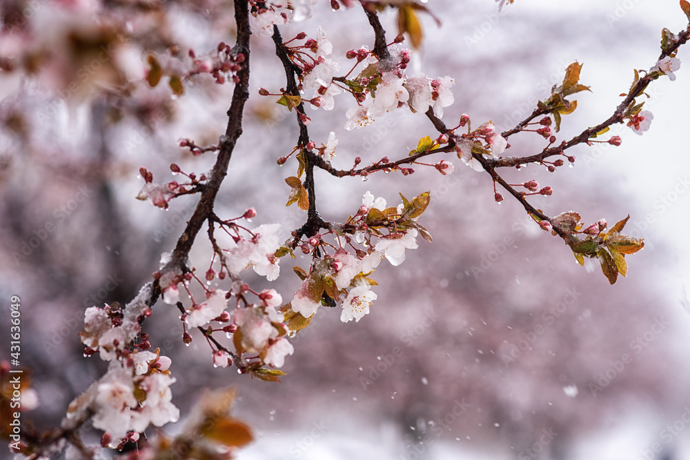 Snow and frost during late spring flowering season, blossoming sakura or decorative japanese cherry tree with pink flowers in the garden, nature background. Anomaly weather and climate change concept