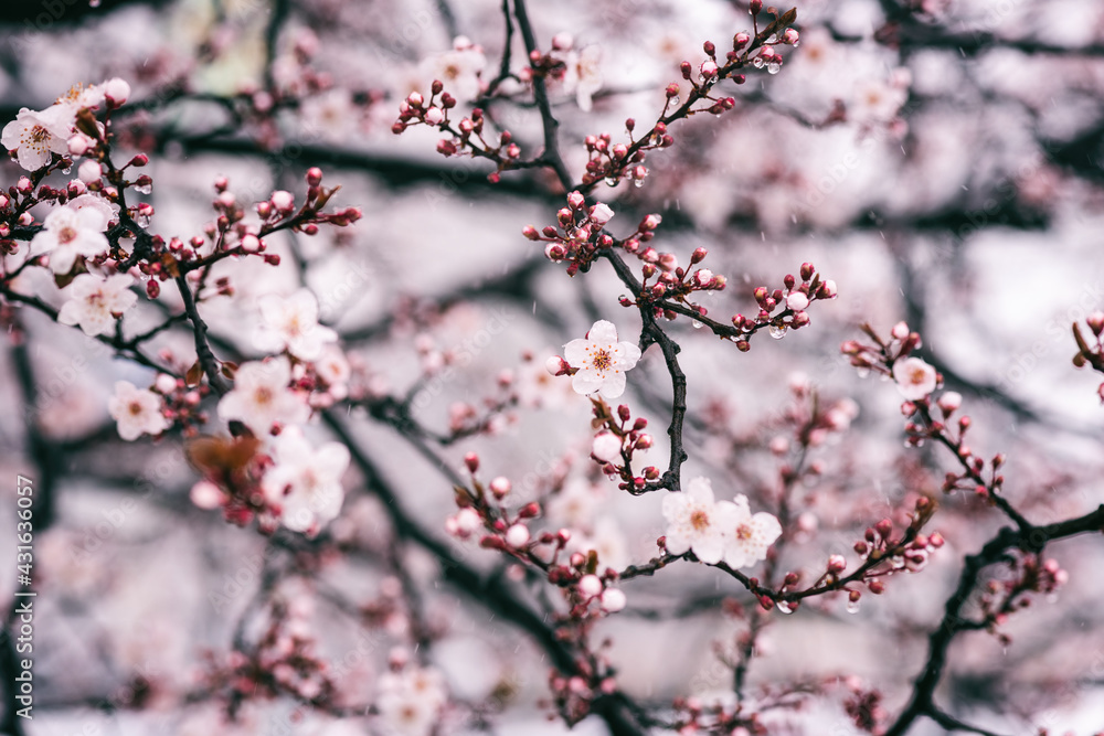 Snow and frost during late spring flowering season, blossoming sakura or decorative japanese cherry tree with pink flowers in the garden, nature background. Anomaly weather and climate change concept