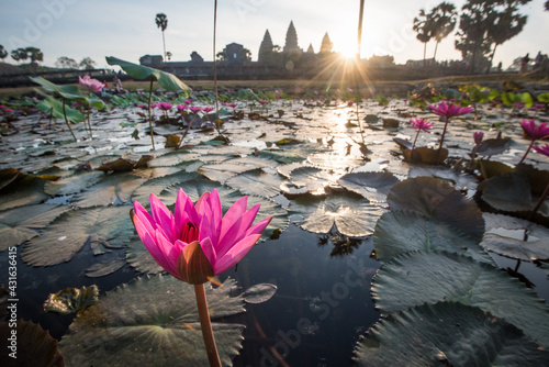 lotus flower and angkor temples in the background, cambodia photo