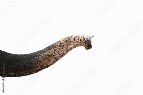 The elephant trunk isolated on white background. 