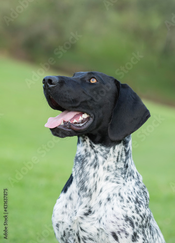 Head and shoulders of black and white German Shorthaired Pointer photo
