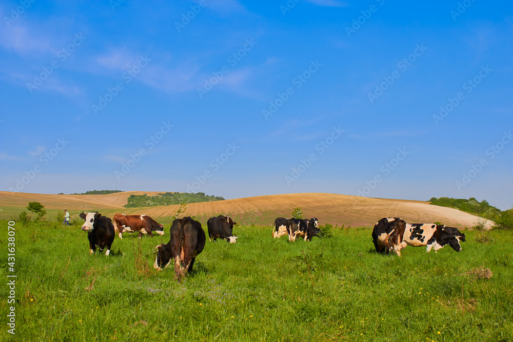 grazing cows on grass in spring,shepherd grazing cows on pasture on a beautiful sunny day