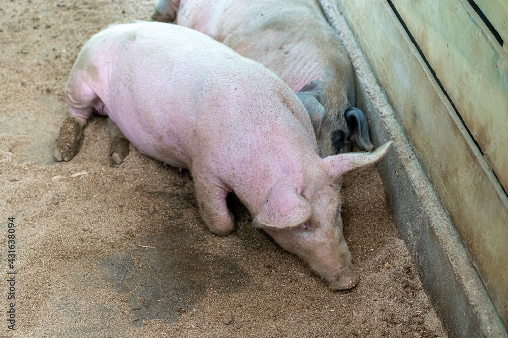 Beautiful closeup view of cute pigs on a barn Beautiful closeup view of cute pigs on a barn
